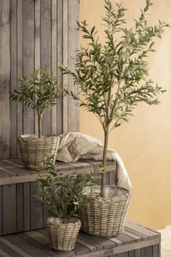Ib Laursen - Oliivipuu L h166cm